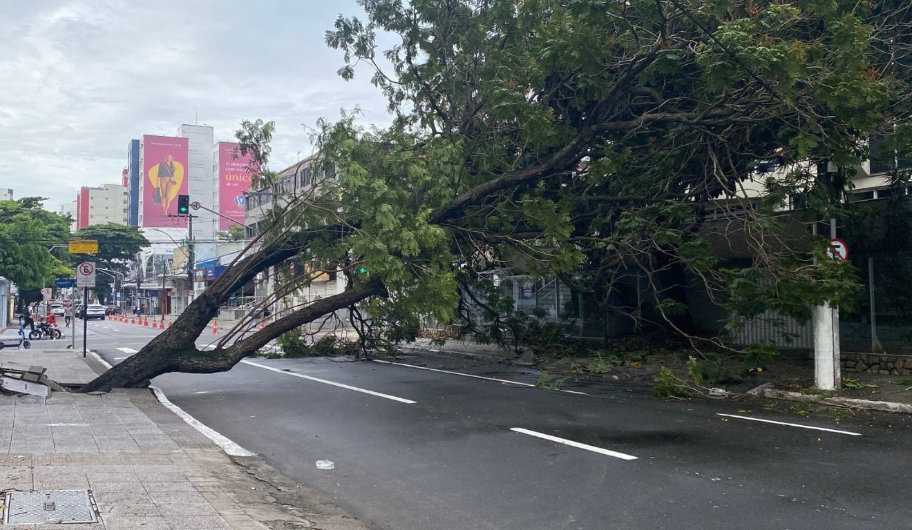 queda de árvore hugo musso praia da costa