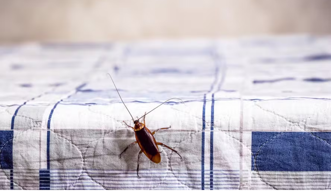 Imagem: Freepik Imagem: Freepik