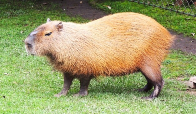 capivara