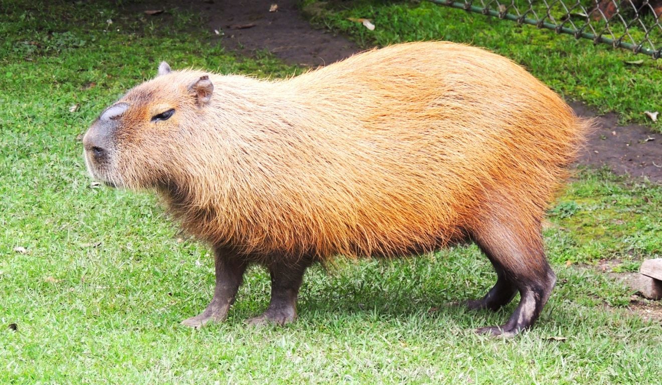 capivara capivara