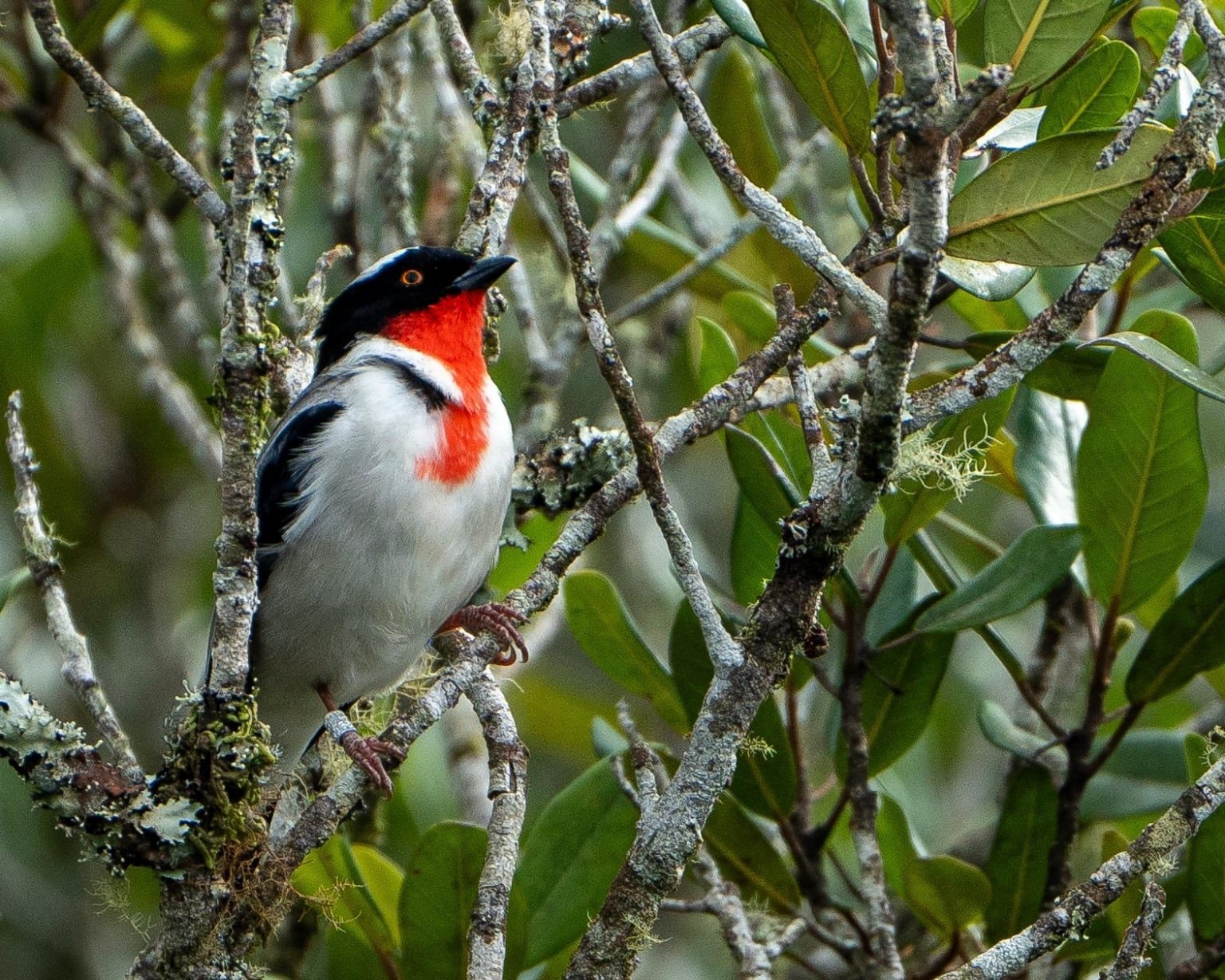 A saíra-apunhalada é considerada uma das aves mais raras do planeta, com apenas 20 indivíduos conhecidos em todo o mundo, todos no Estado capixaba. Créditos: Vicente Vilas