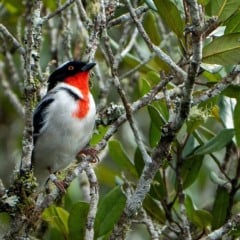 A saíra-apunhalada é considerada uma das aves mais raras do planeta, com apenas 20 indivíduos conhecidos em todo o mundo, todos no Estado capixaba. Créditos: Vicente Vilas
