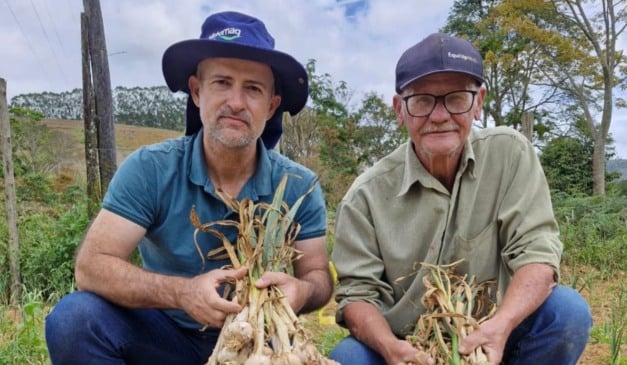Produtores capixabas adotam uso de alho livre de doenças e com dentes maiores