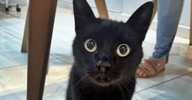 Conheça Milu, o chamado "gato vidente" que acerta previsões de famosos, futebol e números da sorte (Foto: Reprodução/Instagram @natan_pinheiro17)