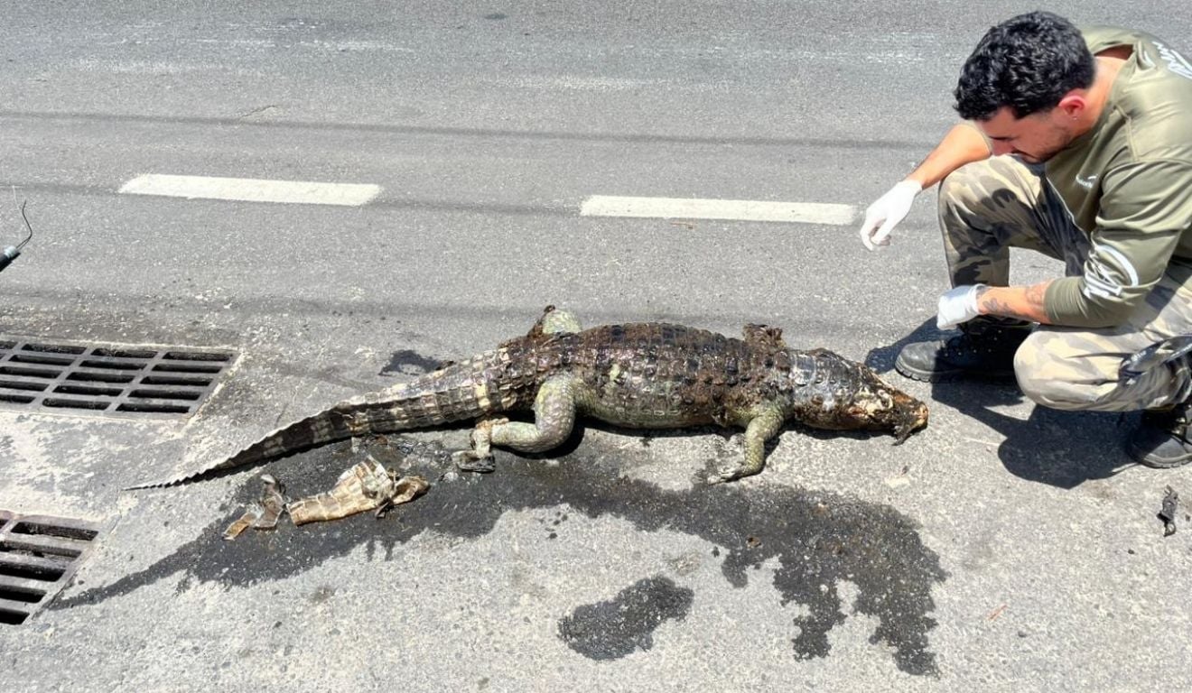 Jacaré resgatado em bueiro na Norte-Sul Jacaré resgatado em bueiro na Norte-Sul