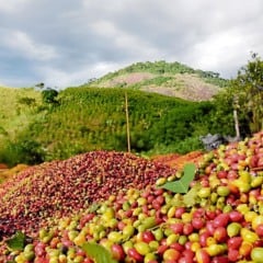 Com alta do agro, economia capixaba cresce 3% no ano e supera média nacional, aponta IJSN