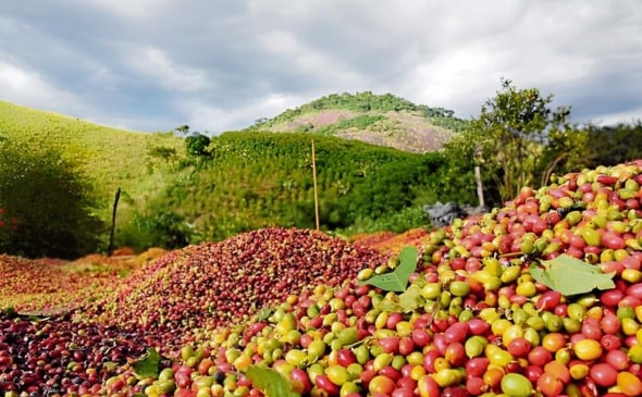 Com alta do agro, economia capixaba cresce 3% no ano e supera média nacional, aponta IJSN