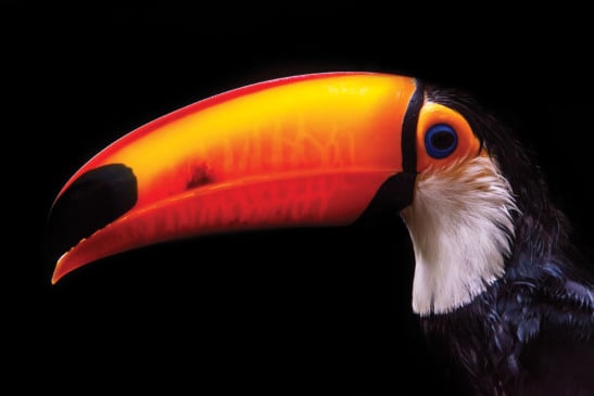 O Tucanuçu (Ramphastos toco) é o maior dos tucanos, vivendo em todo o Brasil central e partes da Amazônia. No Pantanal está a sua maior população. ANIMAL EM CATIVEIRO. | Toco Toucan is the largest toucan, living throughout central Brazil and parts of the Amazon. The Pantanal has its largest population. PHOTOGRAPHED AT ZOO.