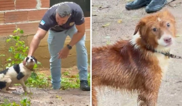 Animais maltratados em Cariacica