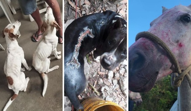 Animais vítimas de maus-tratos são resgatados em cidades do ES