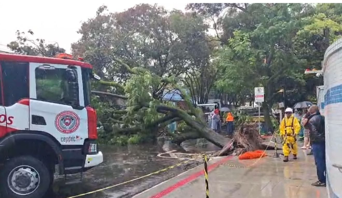 Árvore cai em cima de carro Constantre Sodre em Vitoria