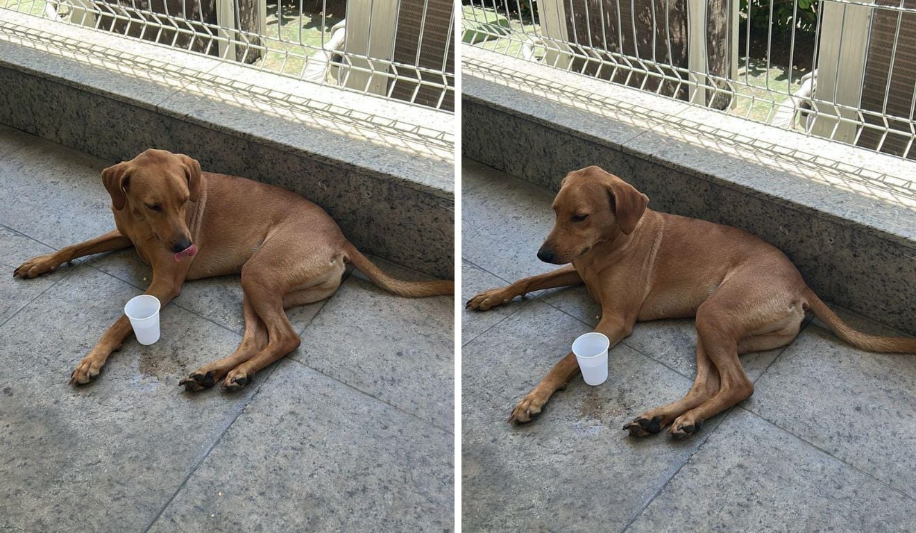 Reprodução/Arquivo Pessoal Reprodução/Arquivo Pessoal