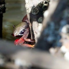 Caranguejo-u&ccedil;&aacute;