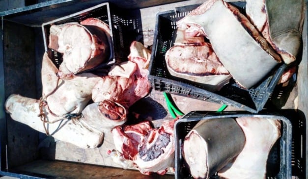 Foto: Batalhão de Polícia Militar Ambiental/ Divulgação 