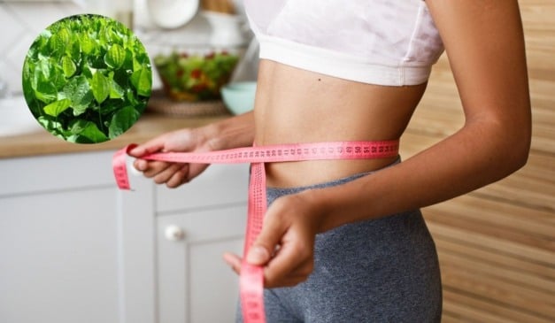 Chá de chapéu-de-couro: receita caseira para desinchar e emagrecer 1 kg por dia