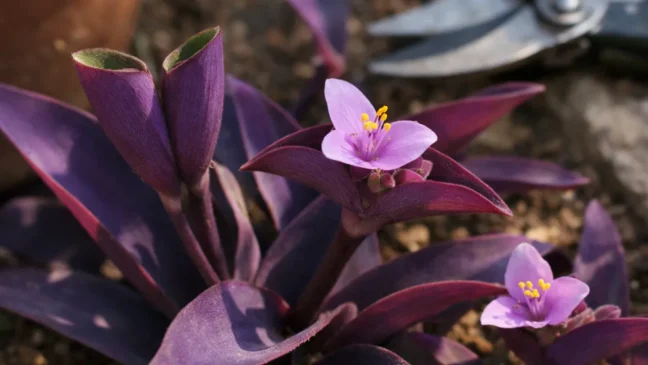 Coração-roxo esta é a melhor estratégia de poda ao longo do ano