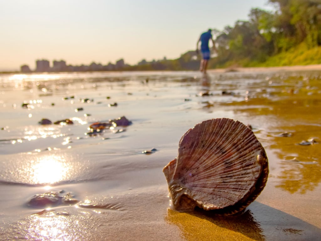 Concha na Praia de Camburi, em Vitória-ES Concha na Praia de Camburi, em Vitória-ES