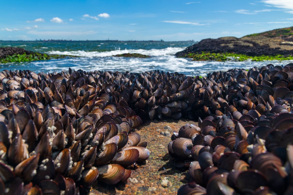 Sururu na Ilha do Boi, em Vitória-ES.