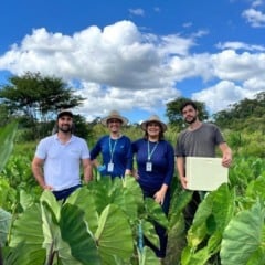 ES desenvolve novas variedades de inhame para aumentar produ&ccedil;&atilde;o