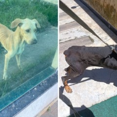 Cachorros v&iacute;timas de maus-tratos em Marata&iacute;zes (Foto: Pol&iacute;cia Civil)