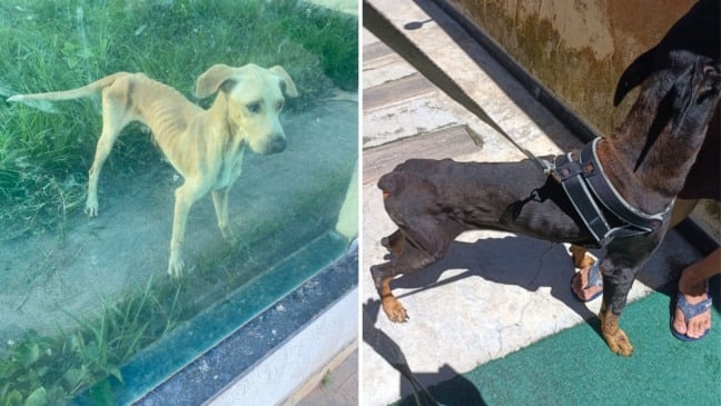Cachorros vítimas de maus-tratos em Marataízes (Foto: Polícia Civil)