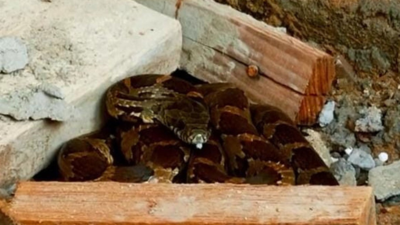 Cobra encontrada em Pedro Canário (Foto/reprodução: TV Vitória)