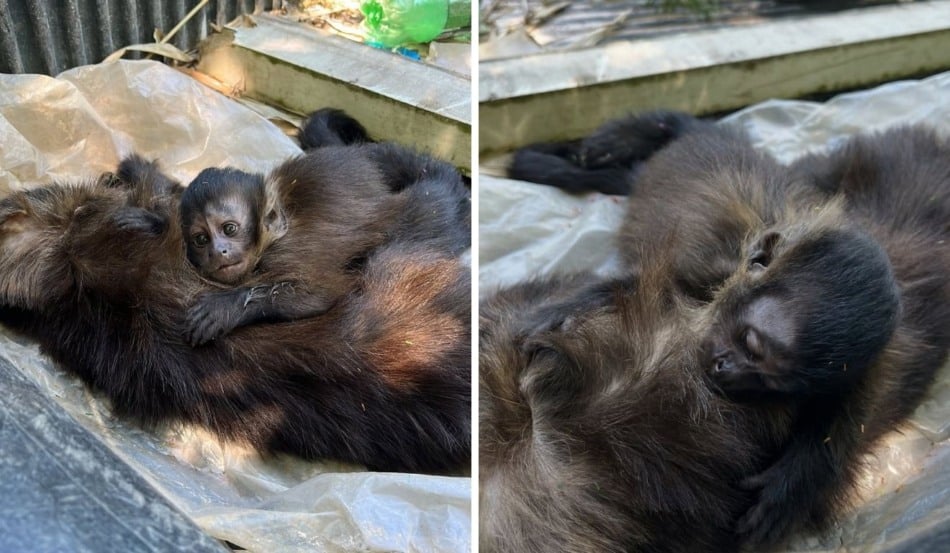 Foto: Reprodução/Redes sociais