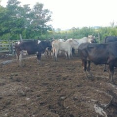 Reprodu&ccedil;&atilde;o/PCES