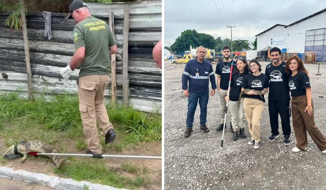 Jacarés resgatados em avenida e dentro de empresa na Serra Jacarés resgatados em avenida e dentro de empresa na Serra