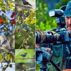 Sa&iacute;ras e sa&iacute;s: veja as fotos de algumas das aves mais coloridas das florestas