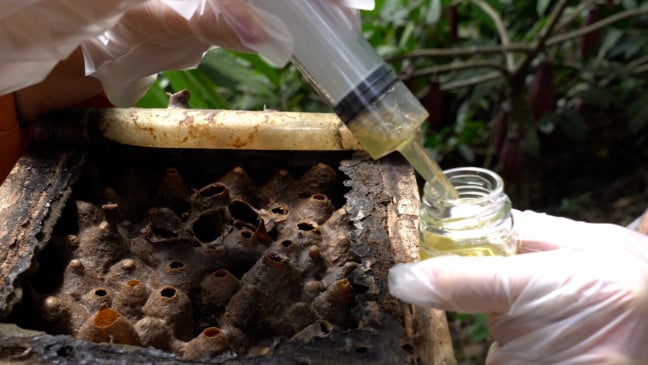 Criação de abelhas nativas impulsiona conservação ambiental e geração de renda no Espírito Santo