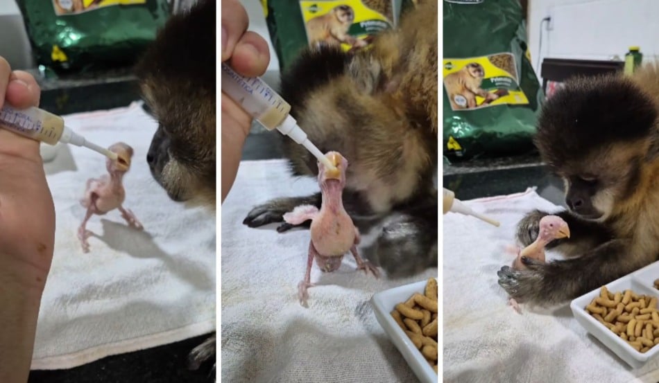 Foto: Reprodução/Instagram @macacocapixaba