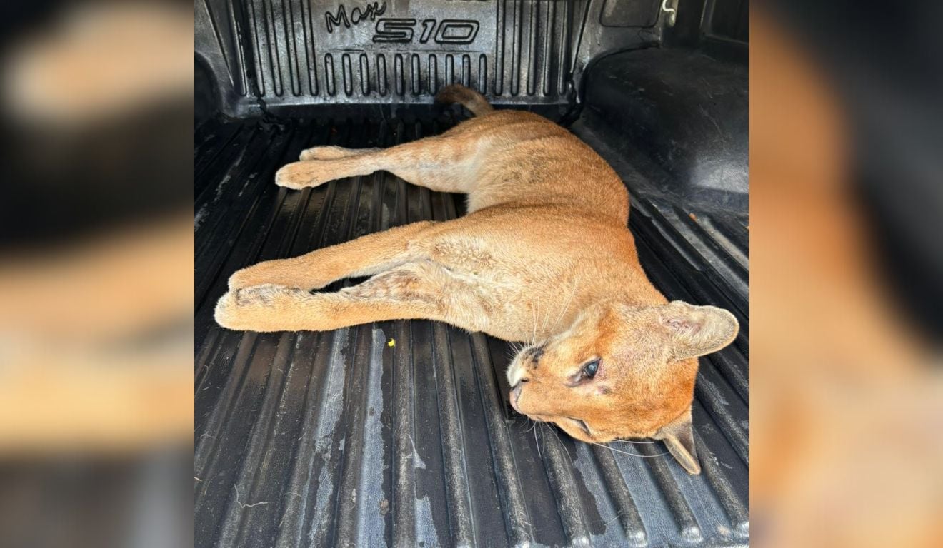 Onça-parda morre atropelada em Aracruz Onça-parda morre atropelada em Aracruz
