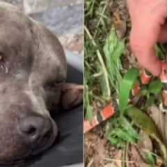 Cachorro da influenciadora Hau Hauschild n&atilde;o resistiu ap&oacute;s ser picado por cobra-coral em Florian&oacute;polis. Foto: Reprodu&ccedil;&atilde;o/Redes sociais @hauhauschild