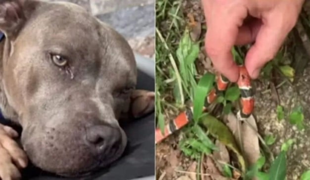 Cachorro da influenciadora Hau Hauschild não resistiu após ser picado por cobra-coral em Florianópolis. Foto: Reprodução/Redes sociais @hauhauschild