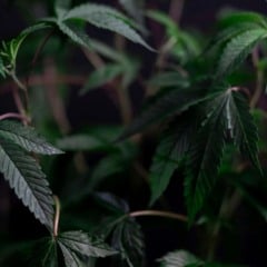 Foto de Kindel Media/Pexels