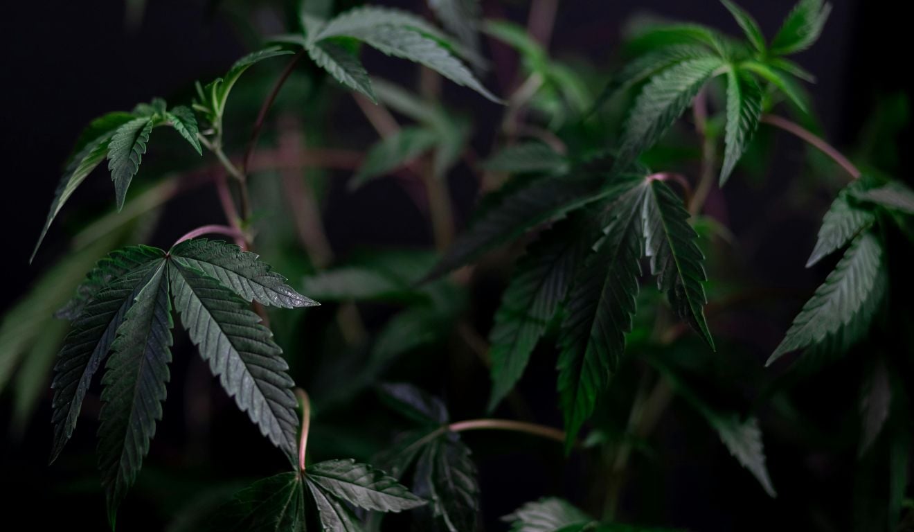 Foto de Kindel Media/Pexels Foto de Kindel Media/Pexels