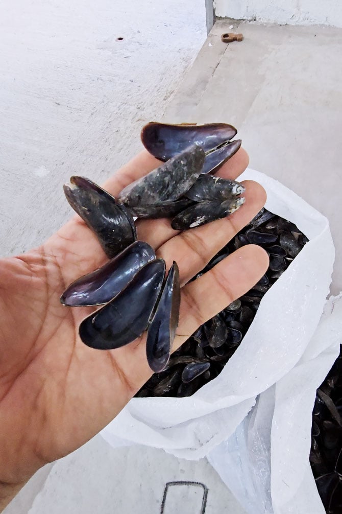 Nas imagens, os registros foram feitos durante visita ao Projeto Sururu. Na primeira foto, uma das máquinas de beneficiamento do Sururu para tornar-se um ótimo insumo agrícola. Nas imagens, os registros foram feitos durante visita ao Projeto Sururu. Na primeira foto, uma das máquinas de beneficiamento do Sururu para tornar-se um ótimo insumo agrícola.