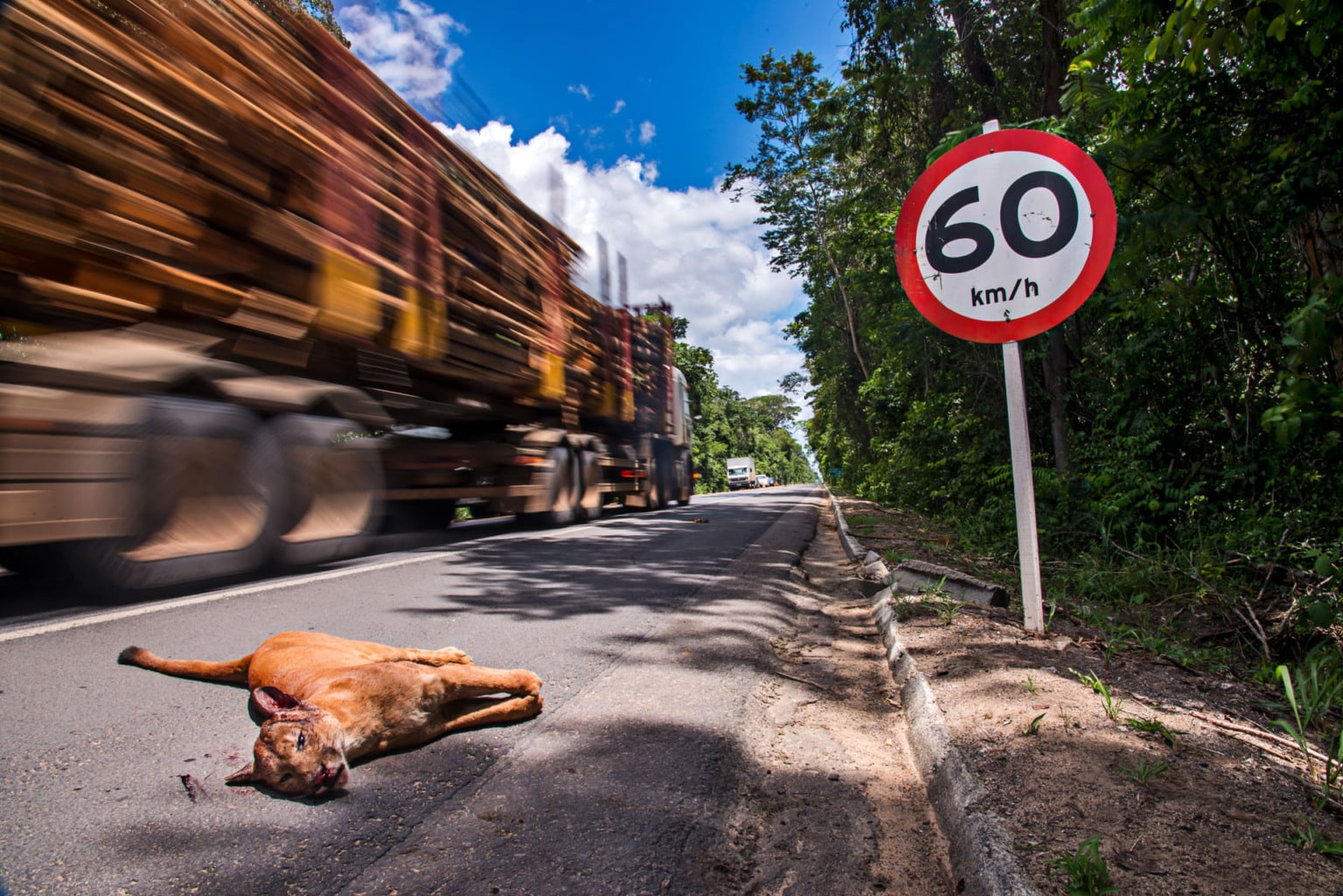 Onça-parda atropelada na BR-101, que corta a Reserva Biológica de Sooretama. Onça-parda atropelada na BR-101, que corta a Reserva Biológica de Sooretama.