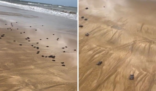 Foto: Viviani Silva Mattos Tofoli/Vídeo 