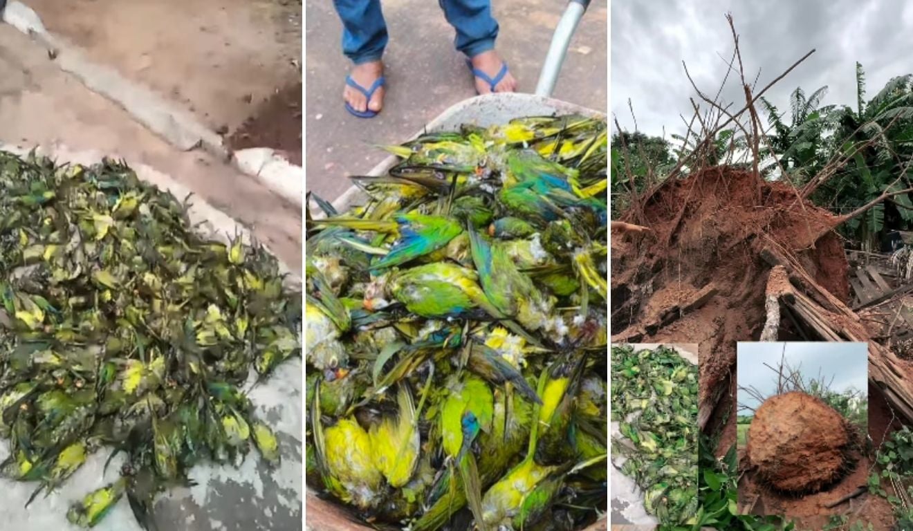Periquitos mortos pós queda de árvore no Maranhão Periquitos mortos pós queda de árvore no Maranhão