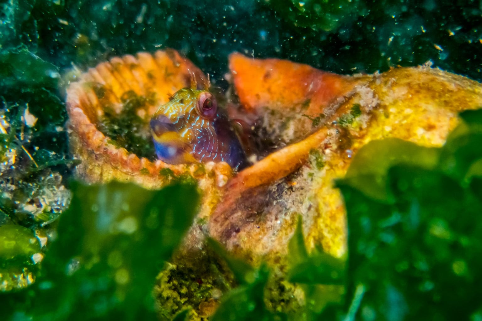 Na primeira imagem, um caranguejo-ermitão prestes a trocar de “casa”, por uma concha maior. Na segunda imagem, um pequeno peixe encontra abrigo em uma concha em uma poça de maré. Na primeira imagem, um caranguejo-ermitão prestes a trocar de “casa”, por uma concha maior. Na segunda imagem, um pequeno peixe encontra abrigo em uma concha em uma poça de maré.
