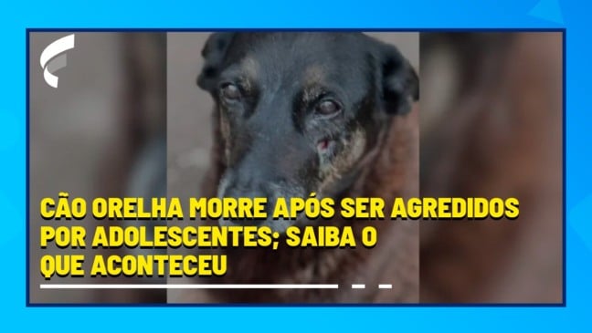 Cão Orelha morre após ser agredidos por adolescentes; saiba o que aconteceu
