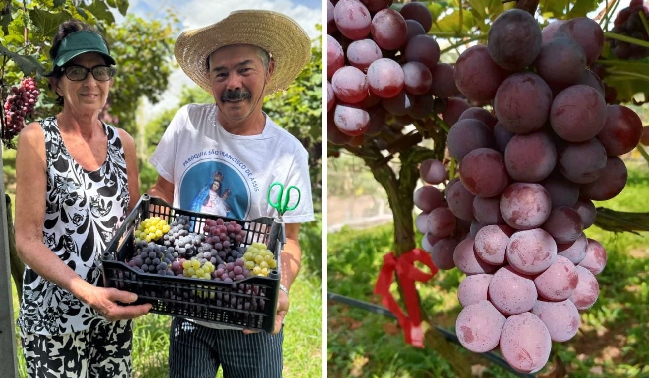 Hercilio e Maria Terezinha Krohling são donos do sítio Três Lagoas (Foto: Acervo pessoal e Reprodução/Instagram/@sitiotreslagoas_ac) Hercilio e Maria Terezinha Krohling são donos do sítio Três Lagoas (Foto: Acervo pessoal e Reprodução/Instagram/@sitiotreslagoas_ac)