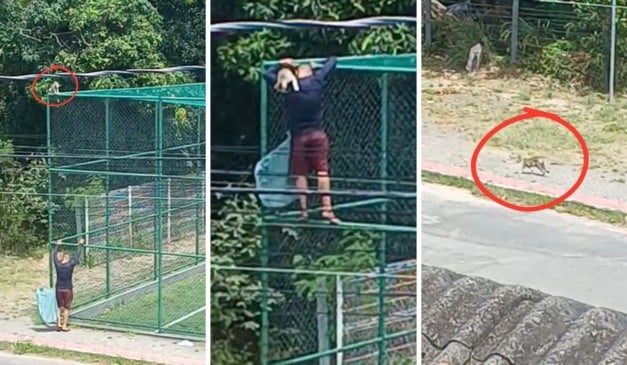 Gato resgatado no bairro Cidade Continental, na Serra. Foto: Vídeo/Leitor