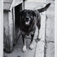 C&atilde;o comunit&aacute;rio Orelha