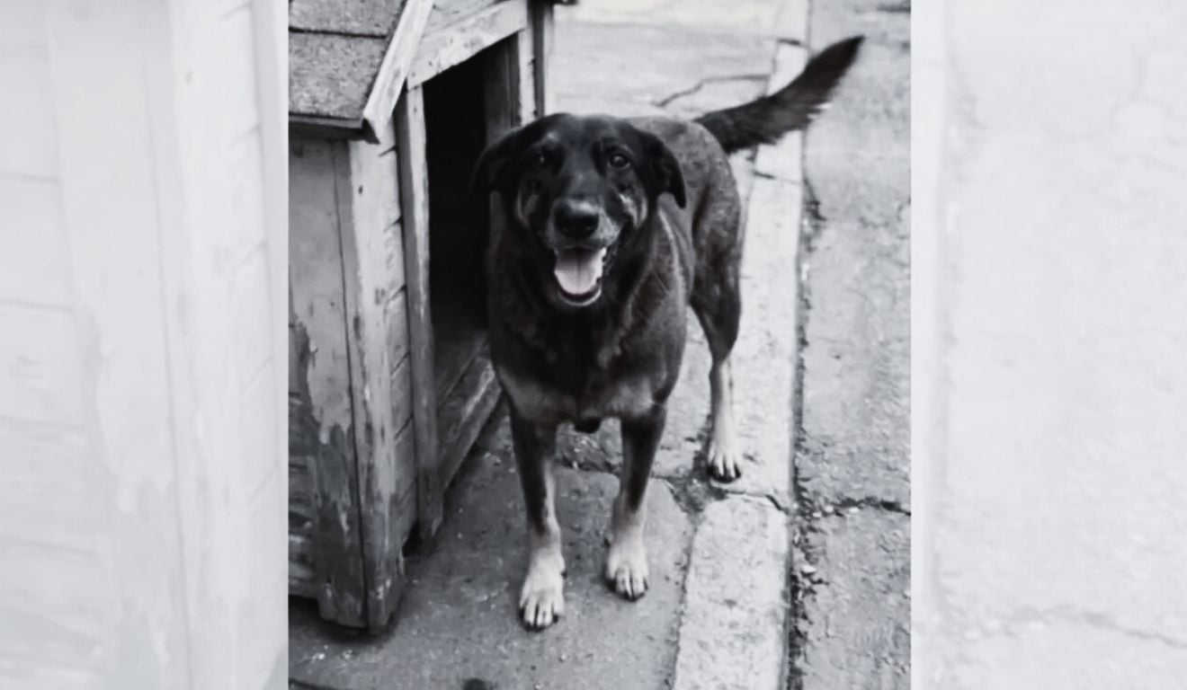 Cão comunitário Orelha Cão comunitário Orelha