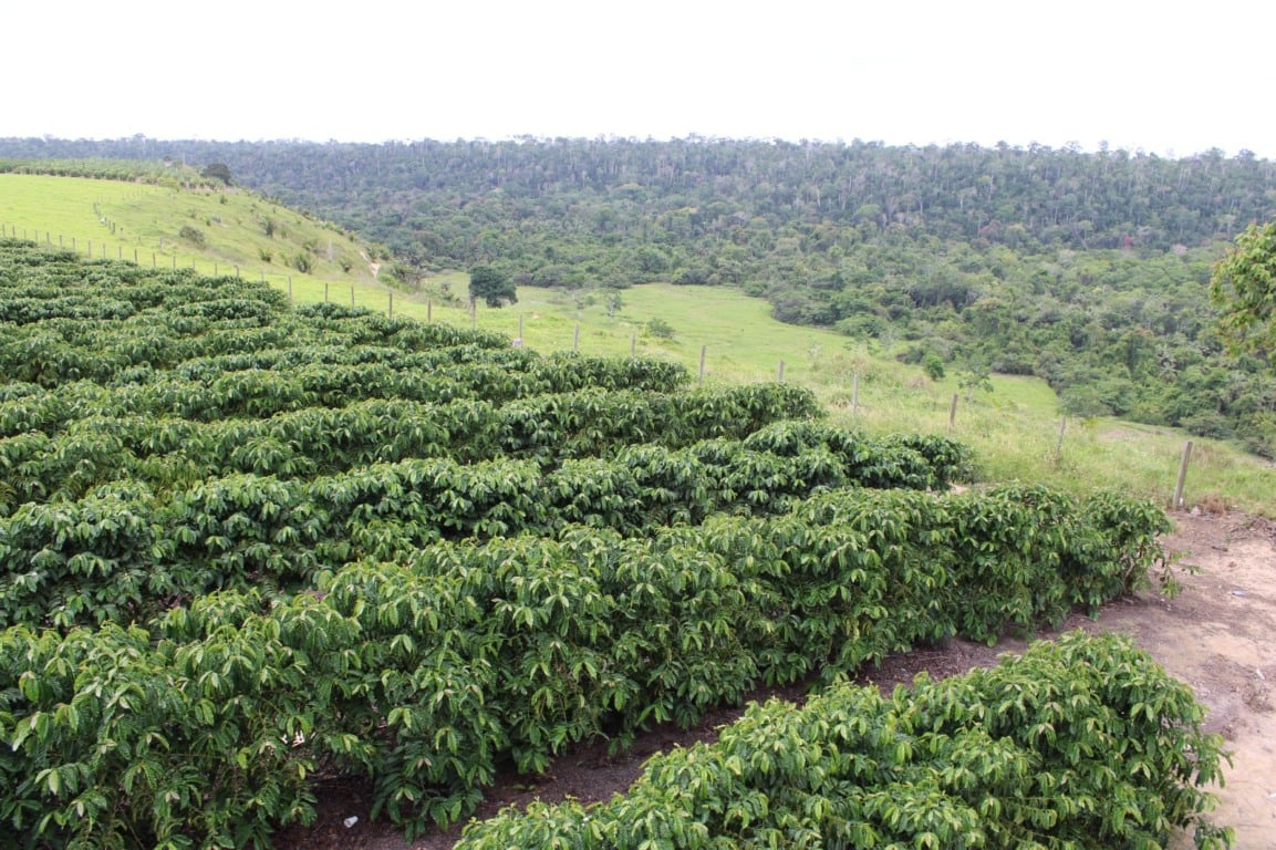 Plantação de café em Jaguaré (ES)