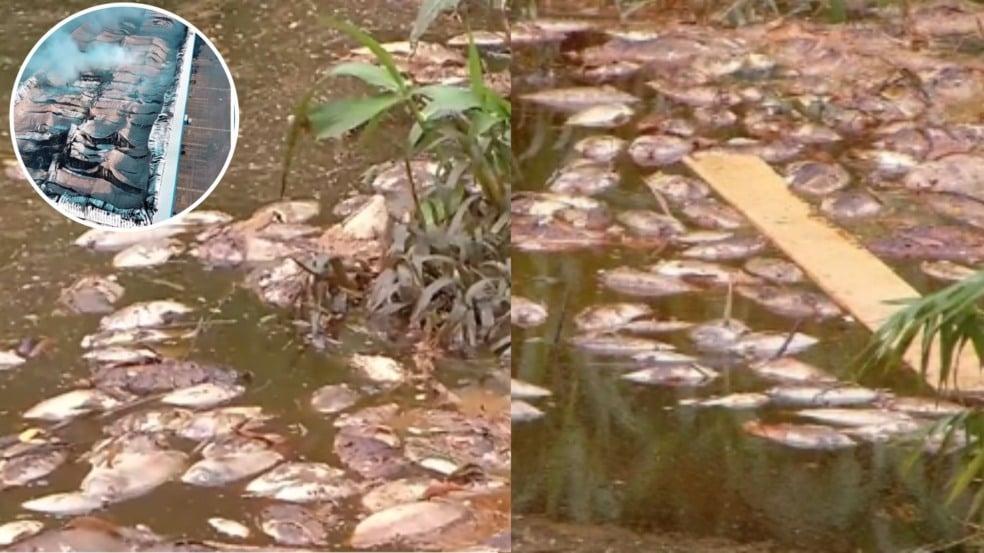 Peixes mortos Rio Formate