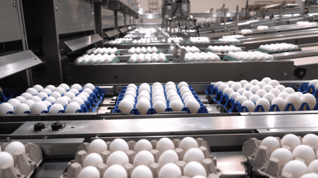 Com VBP de R$ 2,75 bilhões, produção de ovos no Espírito Santo chega a 5,26 bilhões de unidades ICrédito: KerOvos Alimentos, sediada em Santa Maria de Jetibá (ES)